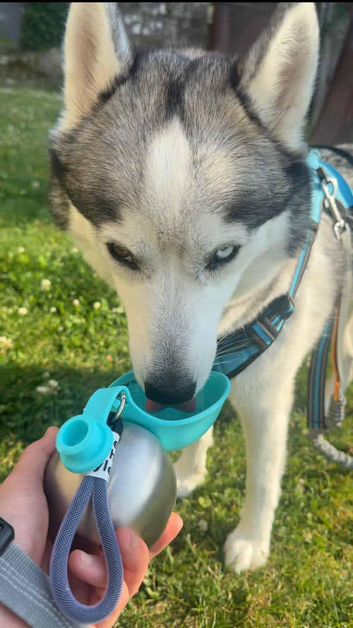 Botella Esfera para Perros — Hidratación con Estilo en cada Paseo