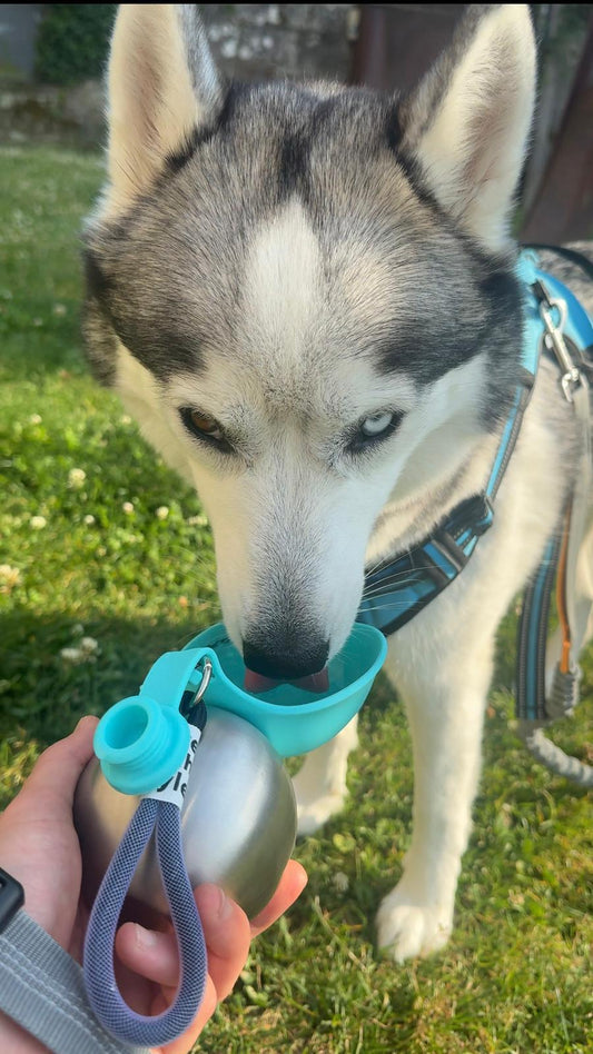 Botella Esfera para Perros — Hidratación con Estilo en cada Paseo